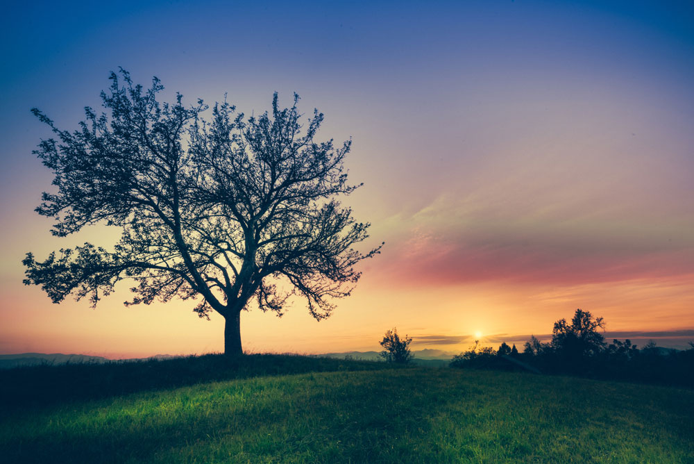 Trees on Neighbouring Land